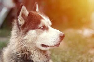 malamute ártico con retrato de bozal de ojos azules de cerca. este es un tipo nativo de perro bastante grande foto