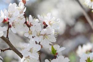 Pink Apple Tree Blossoms with white flowers on blue sky background photo