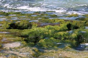 algas verdes en las rocas de la costa mediterránea. foto