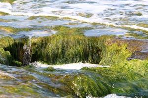 algas verdes en las rocas de la costa mediterránea. foto