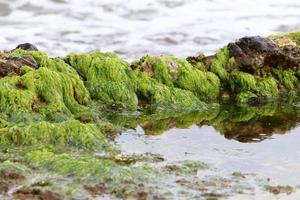 algas verdes en las rocas de la costa mediterránea. foto