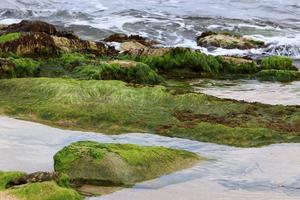 algas verdes en las rocas de la costa mediterránea. foto