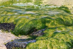 algas verdes en las rocas de la costa mediterránea. foto