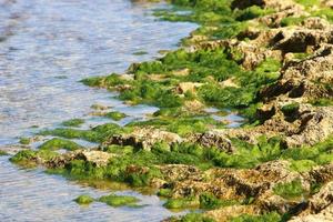 algas verdes en las rocas de la costa mediterránea. foto