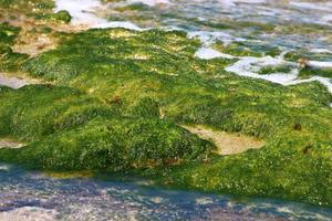 algas verdes en las rocas de la costa mediterránea. foto