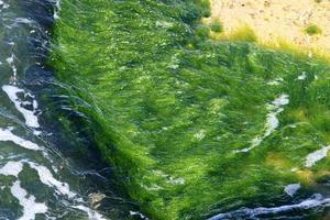 Green algae on the rocks on the Mediterranean coast. photo