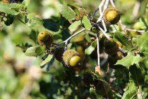 Acorns ripen on an oak tree in a city park. photo