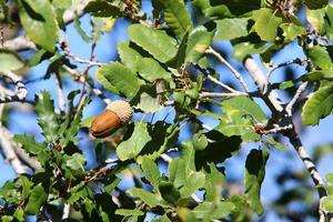 Acorns ripen on an oak tree in a city park. photo