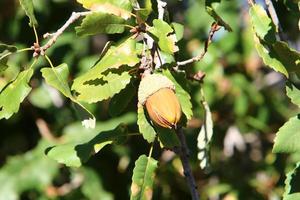 las bellotas maduran en un roble en un parque de la ciudad. foto