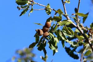 Acorns ripen on an oak tree in a city park. photo