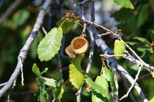 Acorns ripen on an oak tree in a city park. photo