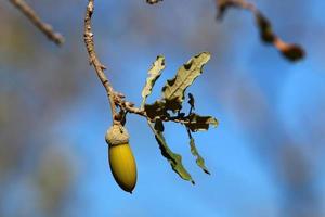 las bellotas maduran en un roble en un parque de la ciudad. foto