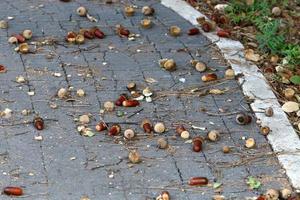 las bellotas maduran en un roble en un parque de la ciudad. foto