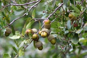 Acorns ripen on an oak tree in a city park. photo