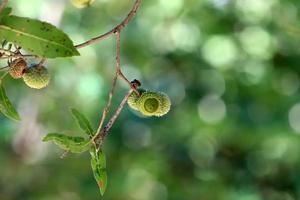 Acorns ripen on an oak tree in a city park. photo