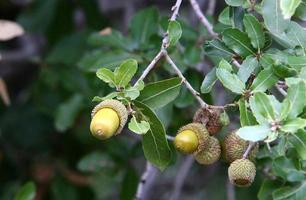 Acorns ripen on an oak tree in a city park. photo