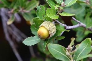 Acorns ripen on an oak tree in a city park. photo