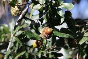 Acorns ripen on an oak tree in a city park. photo