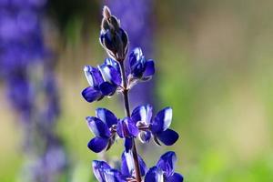 el lupino florece en un claro del bosque. foto