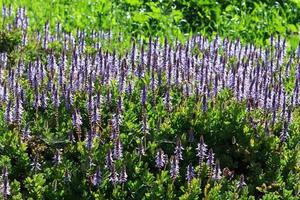 Lupine blooms in a forest clearing. photo