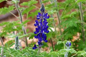 Lupine blooms in a forest clearing. photo