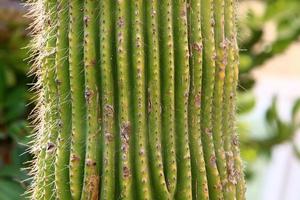 A large and prickly cactus grows in a city park. photo