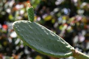 A large and prickly cactus grows in a city park. photo