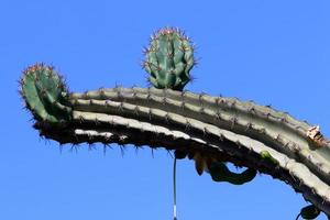 A large and prickly cactus grows in a city park. photo