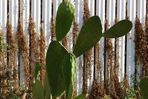 A large and prickly cactus grows in a city park. photo