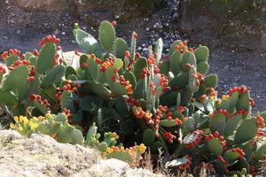 un cactus grande y espinoso crece en un parque de la ciudad. foto