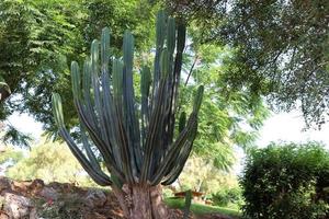 A large and prickly cactus grows in a city park. photo
