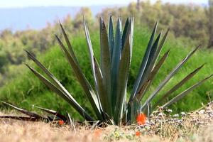 A large and prickly cactus grows in a city park. photo