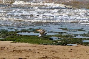 Coast of the Mediterranean Sea in northern Israel. photo