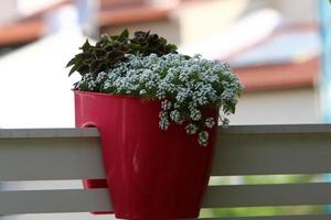 Green plants grow in a flower pot. photo