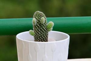 Green plants grow in a flower pot. photo