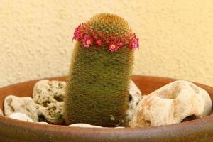 Green plants grow in a flower pot. photo