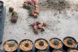 maceta de cactus en miniatura decorada en el jardín, varios tipos hermoso mercado de cactus o granja de cactus foto