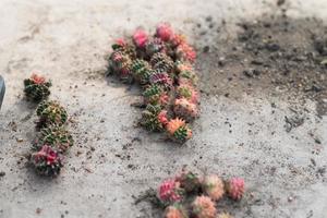 maceta de cactus en miniatura decorada en el jardín, varios tipos hermoso mercado de cactus o granja de cactus foto