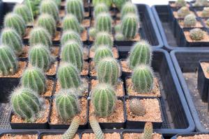 Miniature cactus pot decorate in the garden, various types beautiful cactus market or cactus farm photo