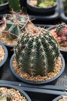 Miniature cactus pot decorate in the garden, various types beautiful cactus market or cactus farm photo
