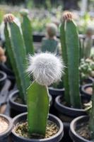 Miniature cactus pot decorate in the garden, various types beautiful cactus market or cactus farm photo