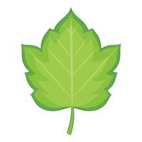 Hawthorn leaf icon, cartoon style vector