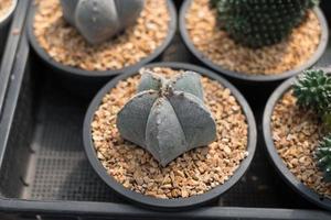 Beautiful close-up cactus in the garden. Various types of beauty cactus markets or cactus farms. Green house plants concept. photo