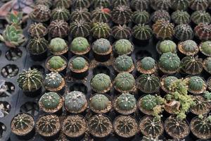 Beautiful close-up cactus in the garden. Various types of beauty cactus markets or cactus farms. Green house plants concept. photo