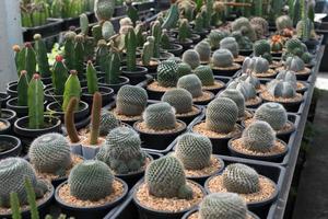 Beautiful close-up cactus in the garden. Various types of beauty cactus markets or cactus farms. Green house plants concept. photo