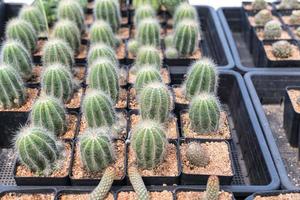 Beautiful close-up cactus in the garden. Various types of beauty cactus markets or cactus farms. Green house plants concept. photo