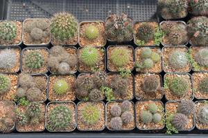 Beautiful close-up cactus in the garden. Various types of beauty cactus markets or cactus farms. Green house plants concept. photo