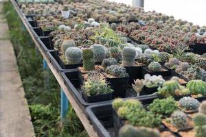 Beautiful close-up cactus in the garden. Various types of beauty cactus markets or cactus farms. Green house plants concept. photo