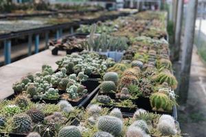 Beautiful close-up cactus in the garden. Various types of beauty cactus markets or cactus farms. Green house plants concept. photo