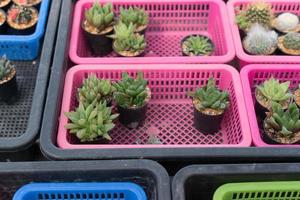 hermoso cactus de primer plano en el jardín. varios tipos de mercados de cactus de belleza o granjas de cactus. concepto de plantas de invernadero. foto